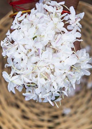 ������OMNIA����ϵ��ȫ�°׾���չ�ҫ����